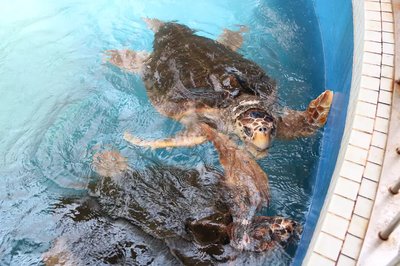 🐢 기호정 바다거북 공원 휴게소(미치노에키 기호초 우미가메코엔) 이미지 2